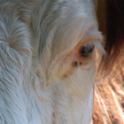 cowface