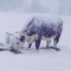 cowsnow
