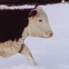 cowsnow2