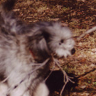 dogs