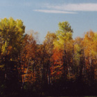 field
